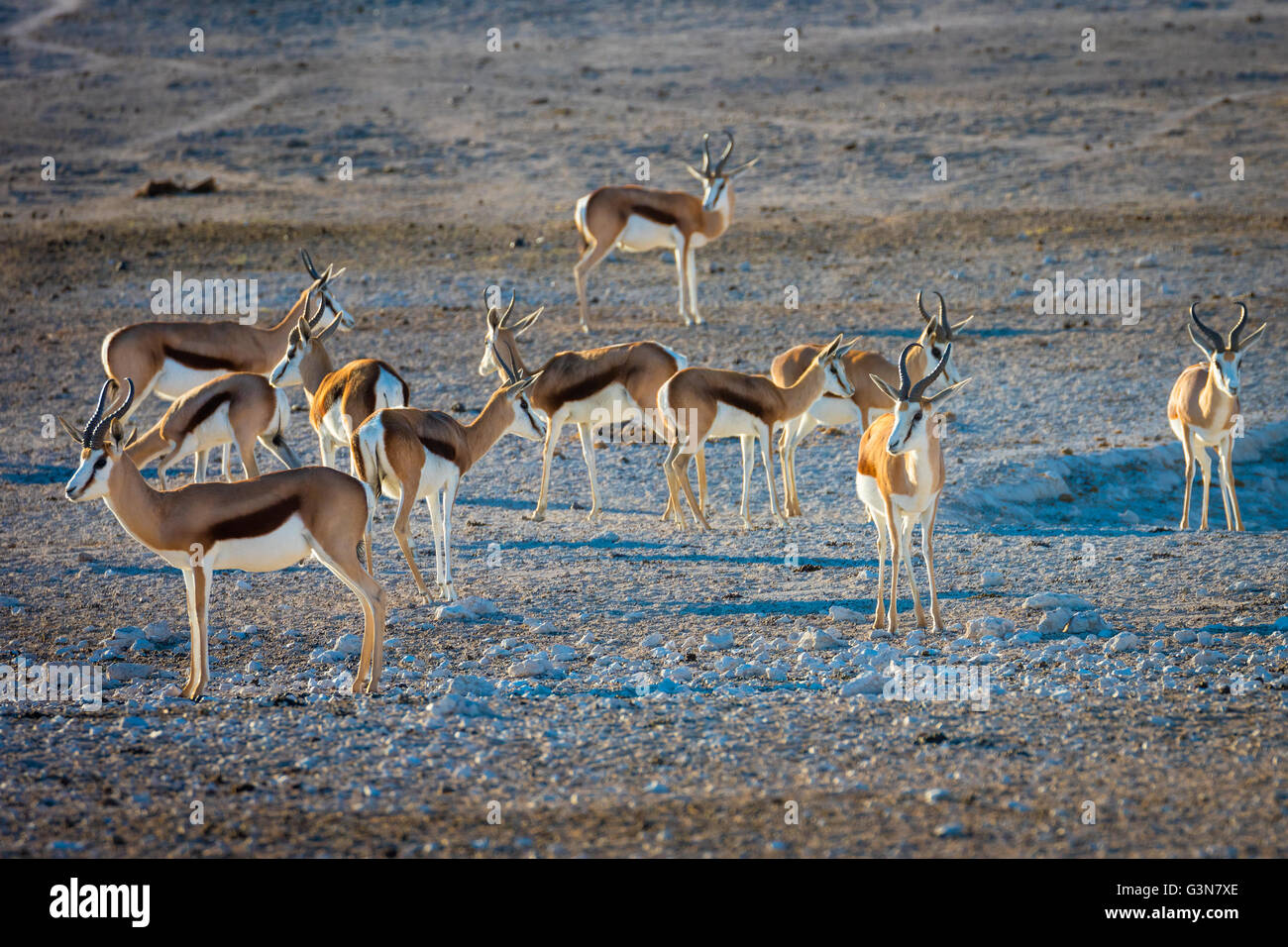 Der Springbock (Antidorcas Marsupialis) ist eine mittlere Antilope fand vor allem in südlichen und südwestlichen Afrika Stockfoto