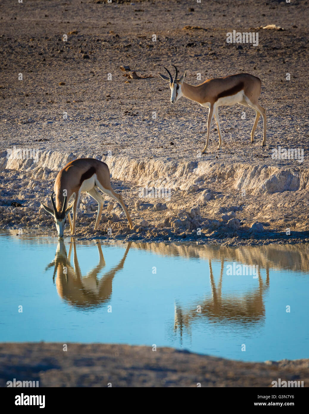 Der Springbock (Antidorcas Marsupialis) ist eine mittlere Antilope fand vor allem in südlichen und südwestlichen Afrika Stockfoto