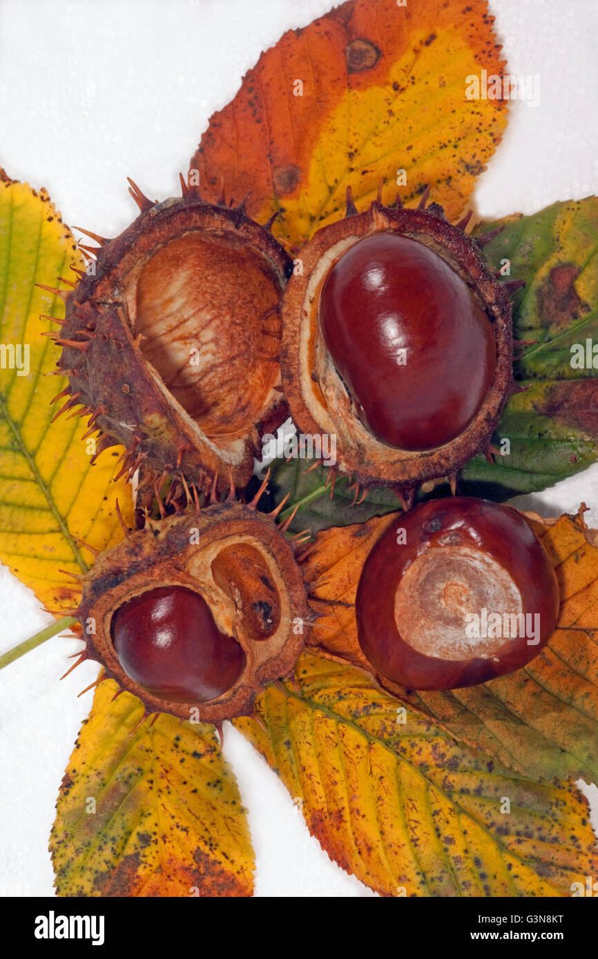 Kastanien und Blätter (Aesculus Hippocastanum). Stockfoto