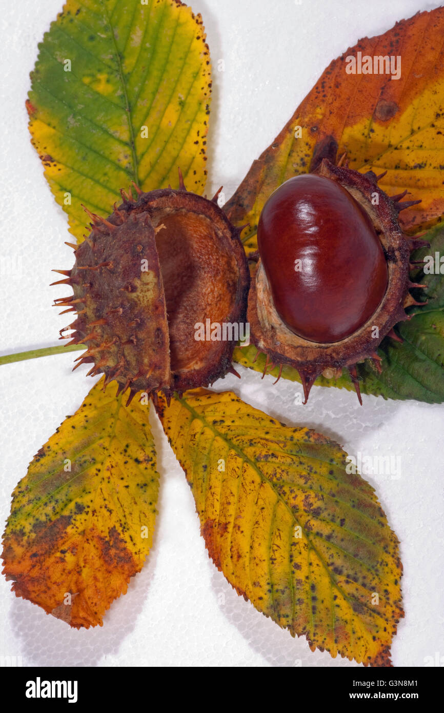 Kastanien und Blätter (Aesculus Hippocastanum). Stockfoto