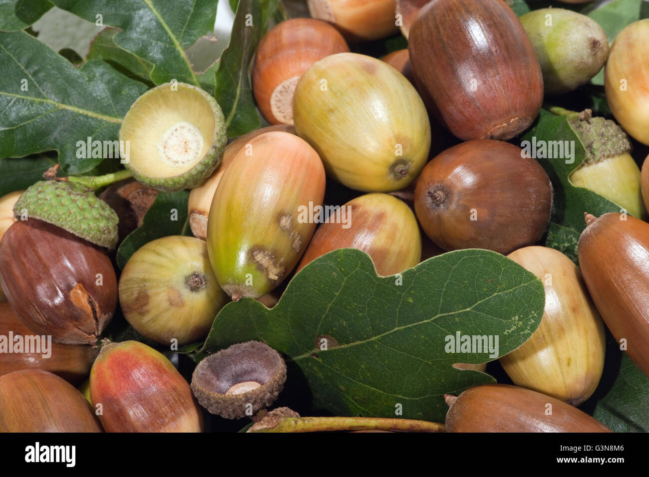 Eicheln. Englisch oder Pedunculate Eiche (Quercus Robur). Eichel Früchte heranreifen. Stockfoto