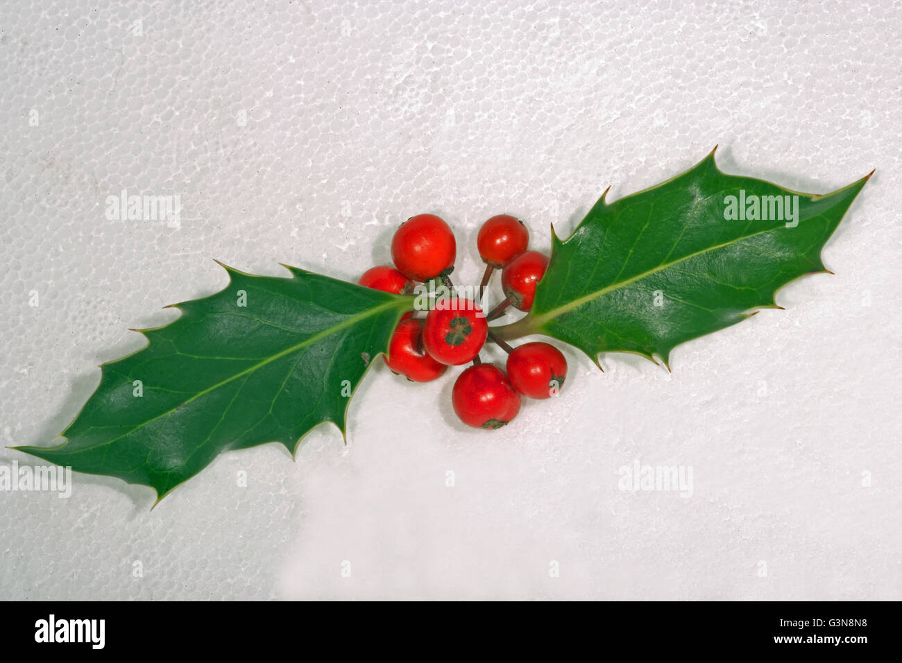 Stechpalme (Ilex Aquifolium). Beeren und Blätter. Studio. Stockfoto