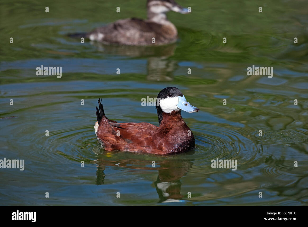 North American Ruddy Duck (Oxyura Jamaicensis). Paar, männliche vorne. Stockfoto
