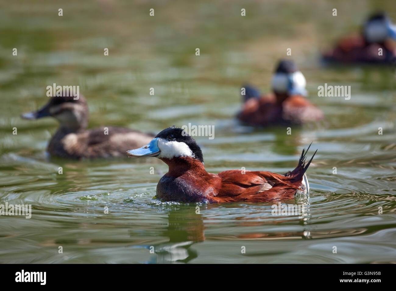 Drake Ruddy Duck North American Ruddy Duck (Oxyura Jamaicensis). Vorne, ein Drake oder ...