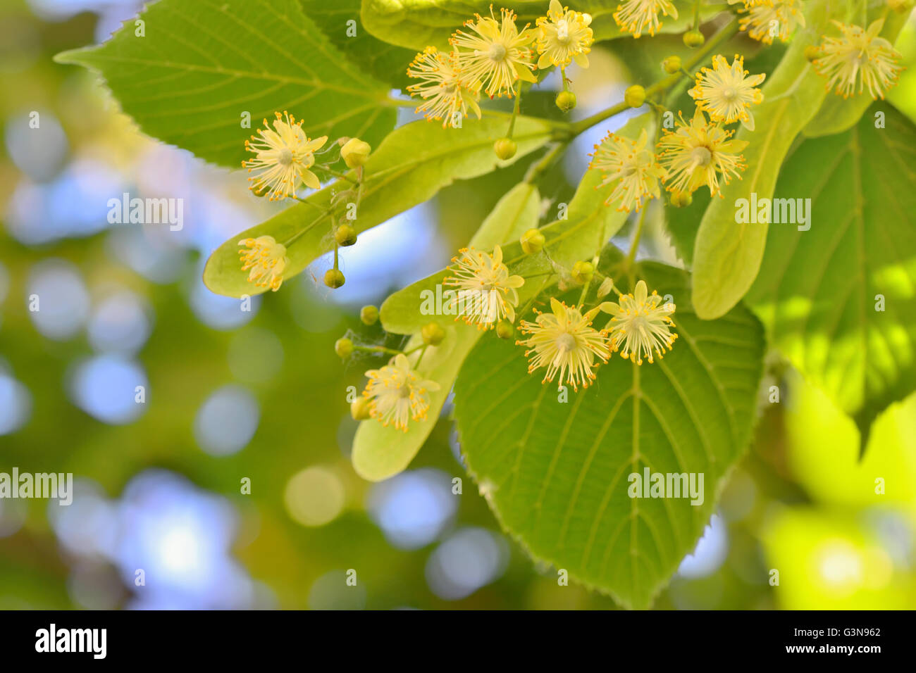 Lindenblüten und Linde im Frühling Stockfoto