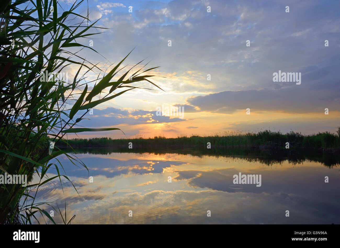 Reed gegen Sonnenuntergang am Donaudelta Stockfoto