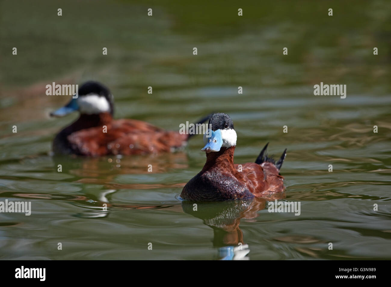 North American Ruddy Duck (Oxyura Jamaicensis). Beide Männer. Stockfoto