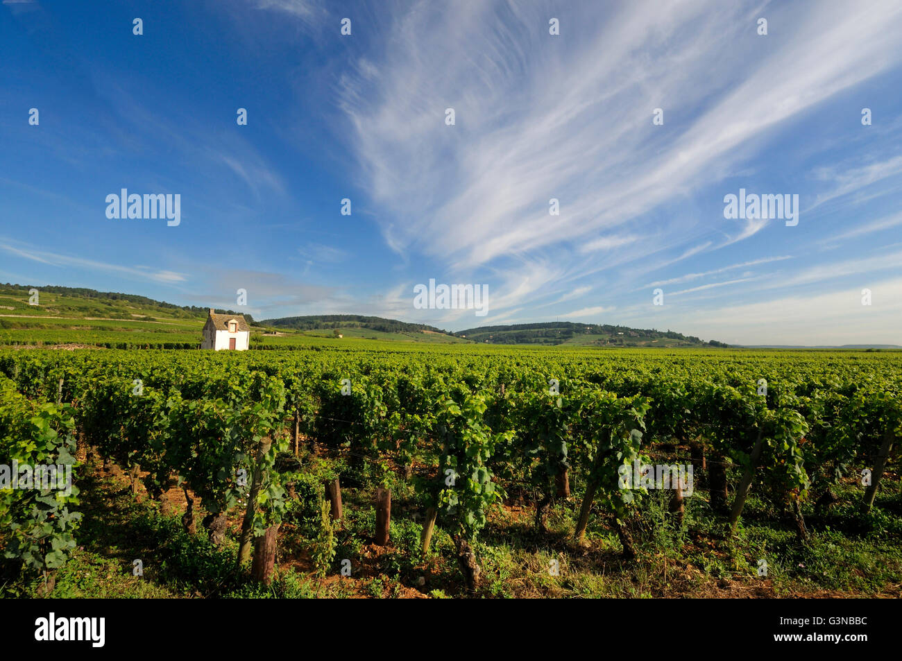 Weinberg-Hütte, Weinberg, Côte de Beaune, Burgund, Frankreich, Europa Stockfoto