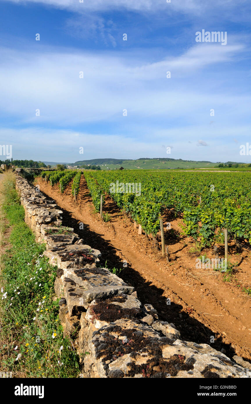 Steinmauer, Weinberg, Côte de Beaune, Burgund, Frankreich, Europa Stockfoto