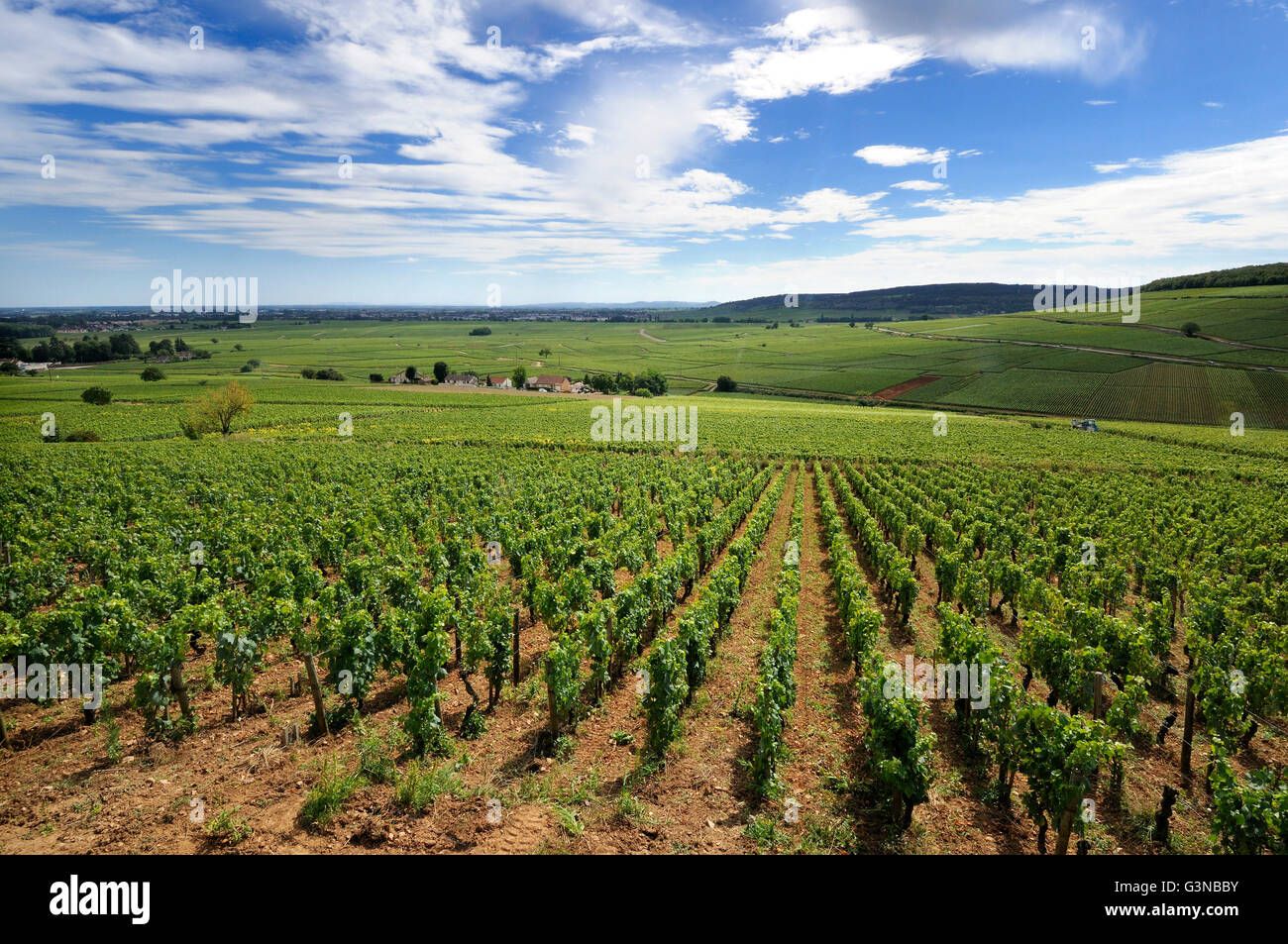 Weinberge der Cotes de Beaune, Cote d ' or, Burgund, Frankreich Stockfoto