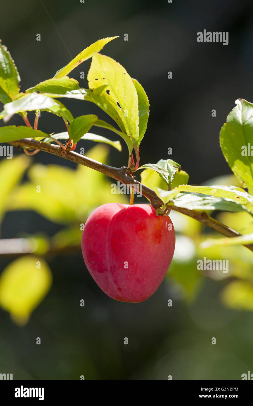 Reife einzelne Pflaume Lizzie (Prunus Domestica) auf Ast Stockfoto
