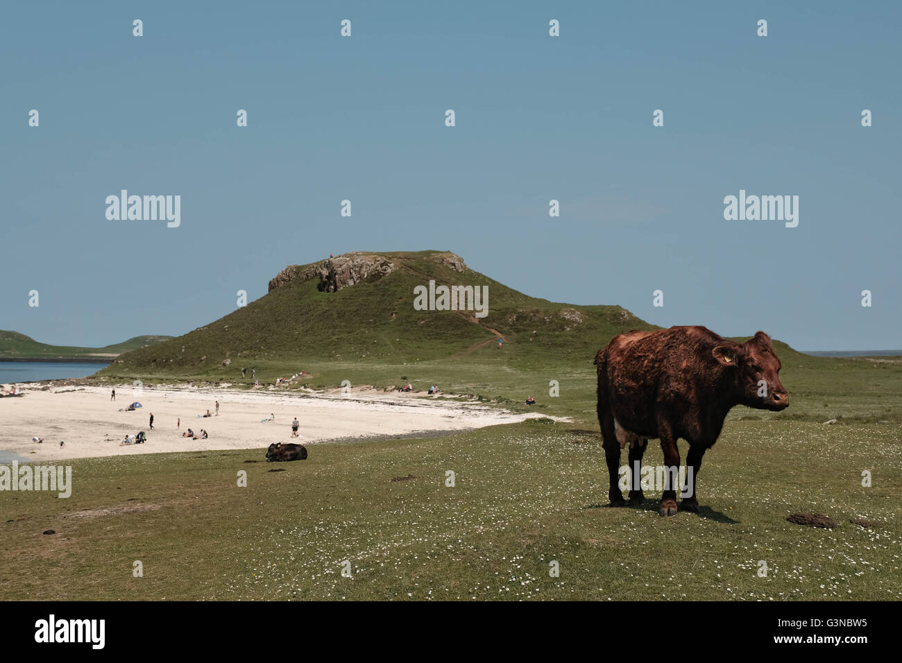 Kuh und Kalb am Korallenstrand, Skye, Schottland. Stockfoto
