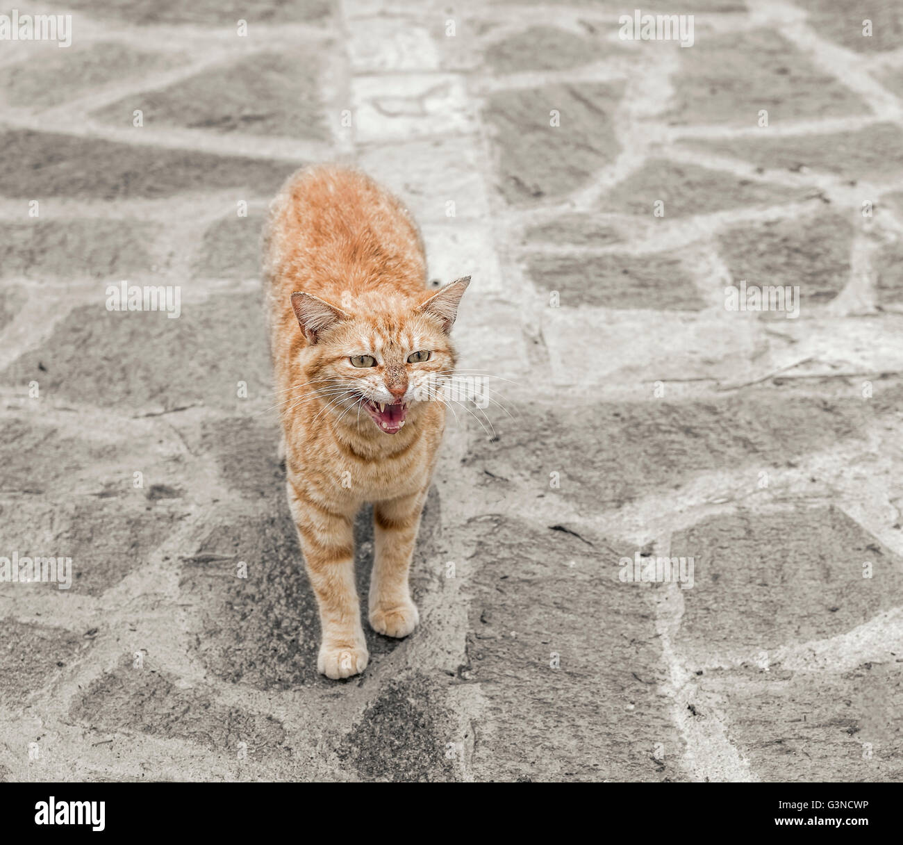 Rote wütende Katze auf Steinboden im Freien. Stockfoto