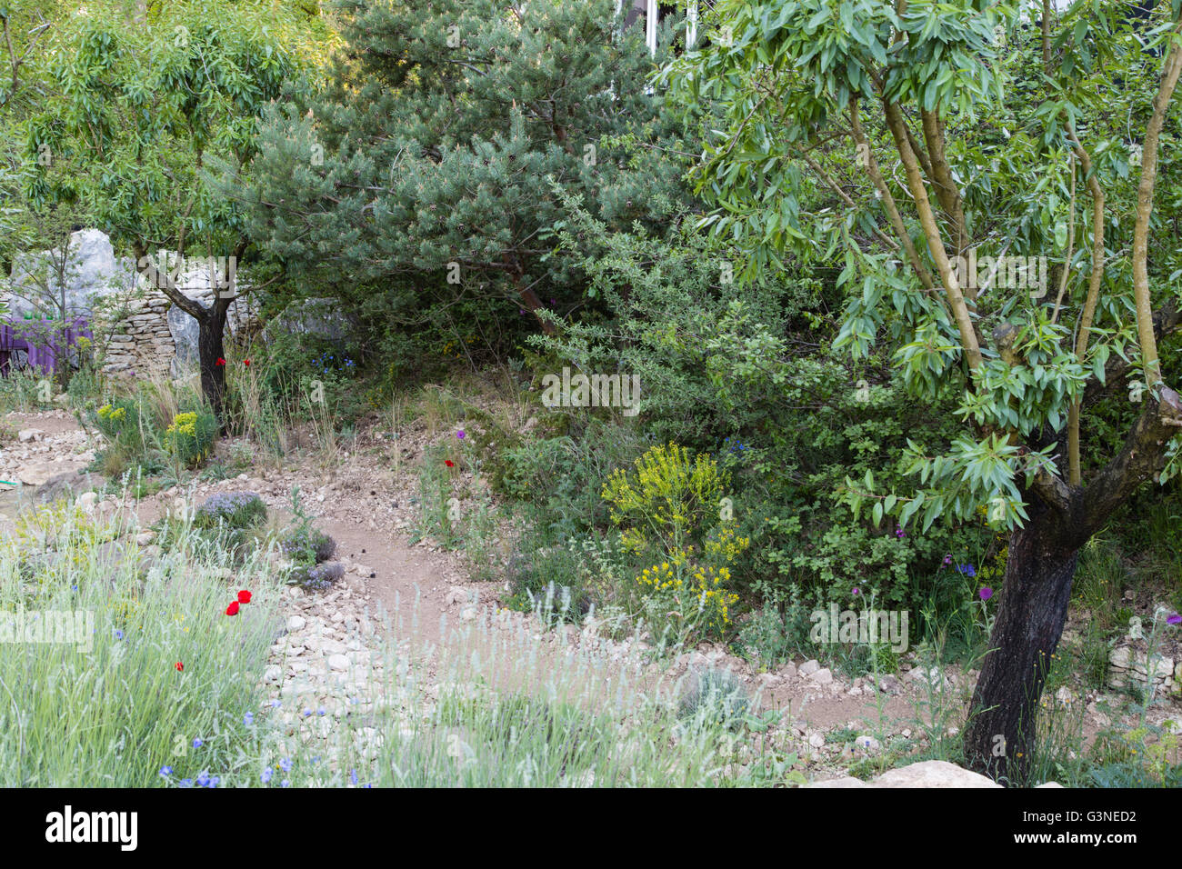 Zeigen Gärten im RHS Chelsea Flower Show 2016. L'Occitane Garten entworfen von James Basson Stockfoto