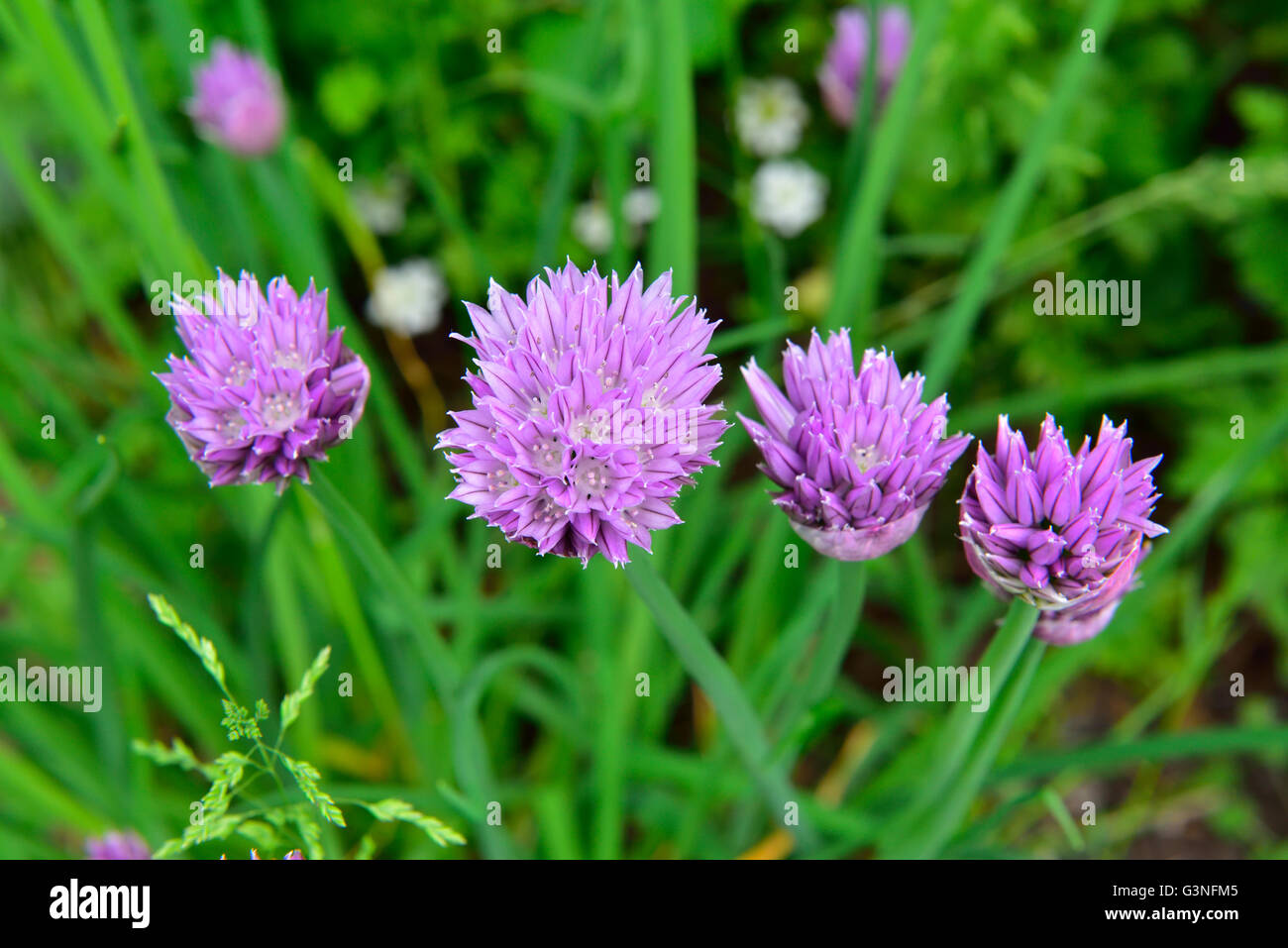 Blumen des gemeinsamen essbare Schnittlauch, Allium Schoenoprasum, im Garten Stockfoto
