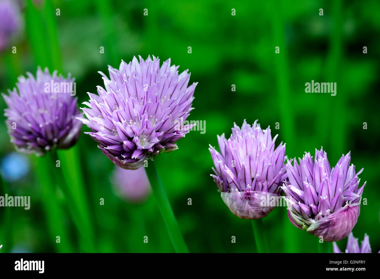 Blumen des gemeinsamen essbare Schnittlauch, Allium Schoenoprasum, im Garten Stockfoto