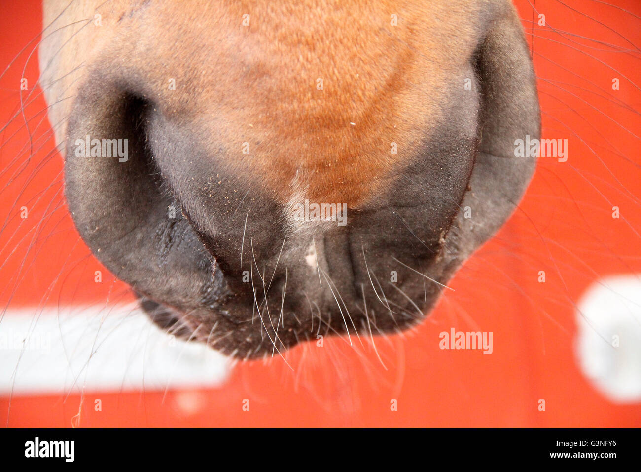 Nahaufnahme der Schnauze eines Pferdes Stockfoto