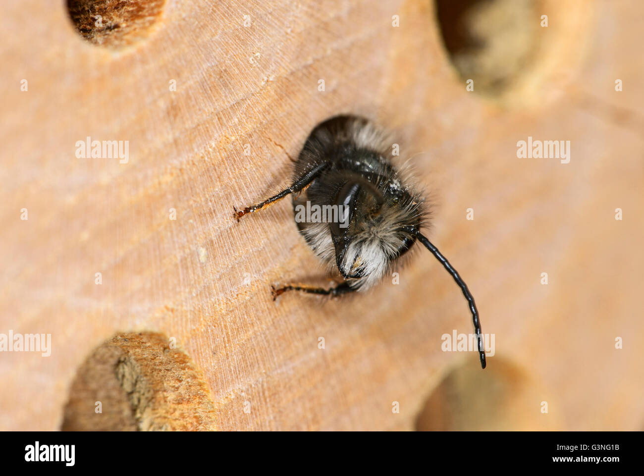 Schlupf der roten Mauerbiene (Osmia Bicornis) in Bienenhotel Stockfoto