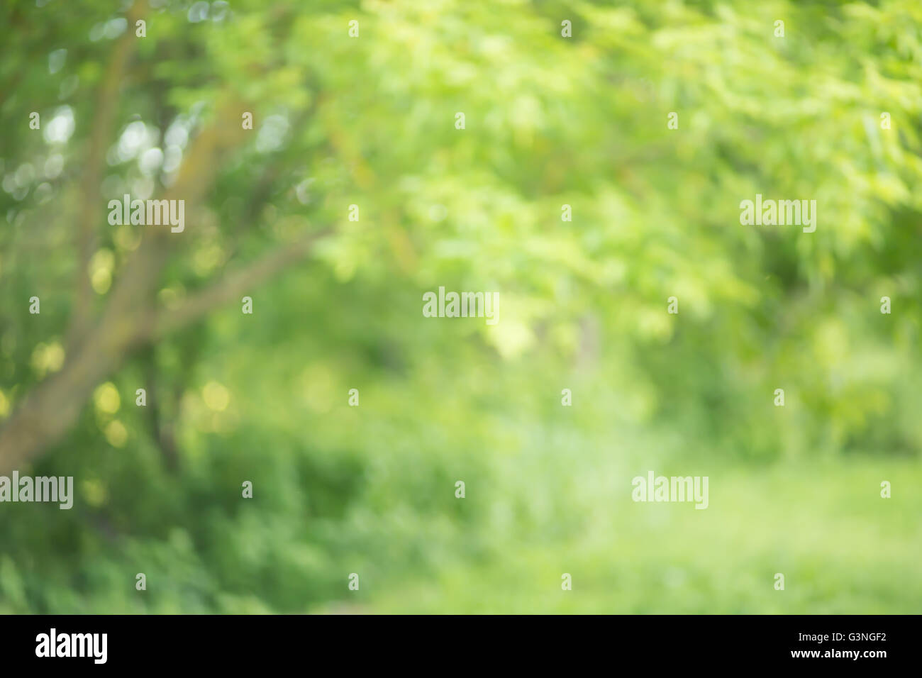 Grüner Garten Bokeh Hintergrund, Objektiv blur Stockfoto