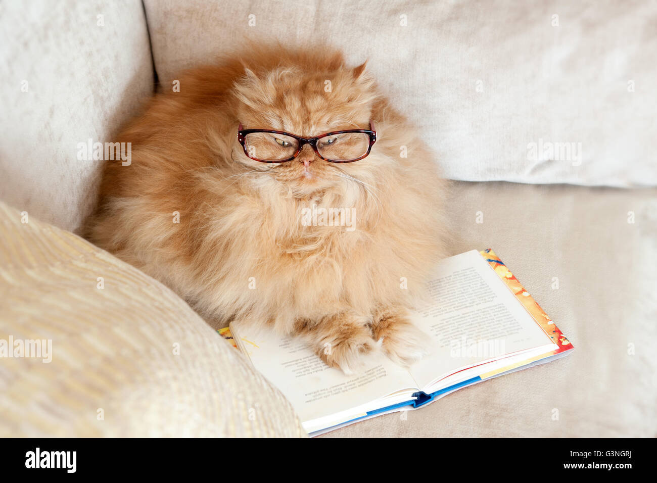 Perserkatze mit Brille, Buch lesen Stockfoto