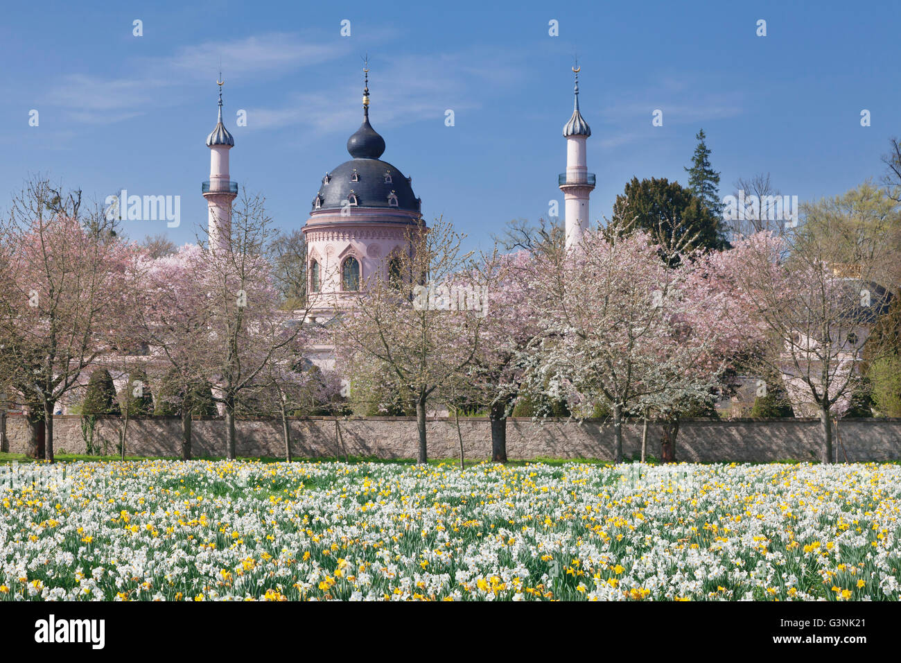 Kirschblüte und blühenden Narzissen, Moschee im Hintergrund