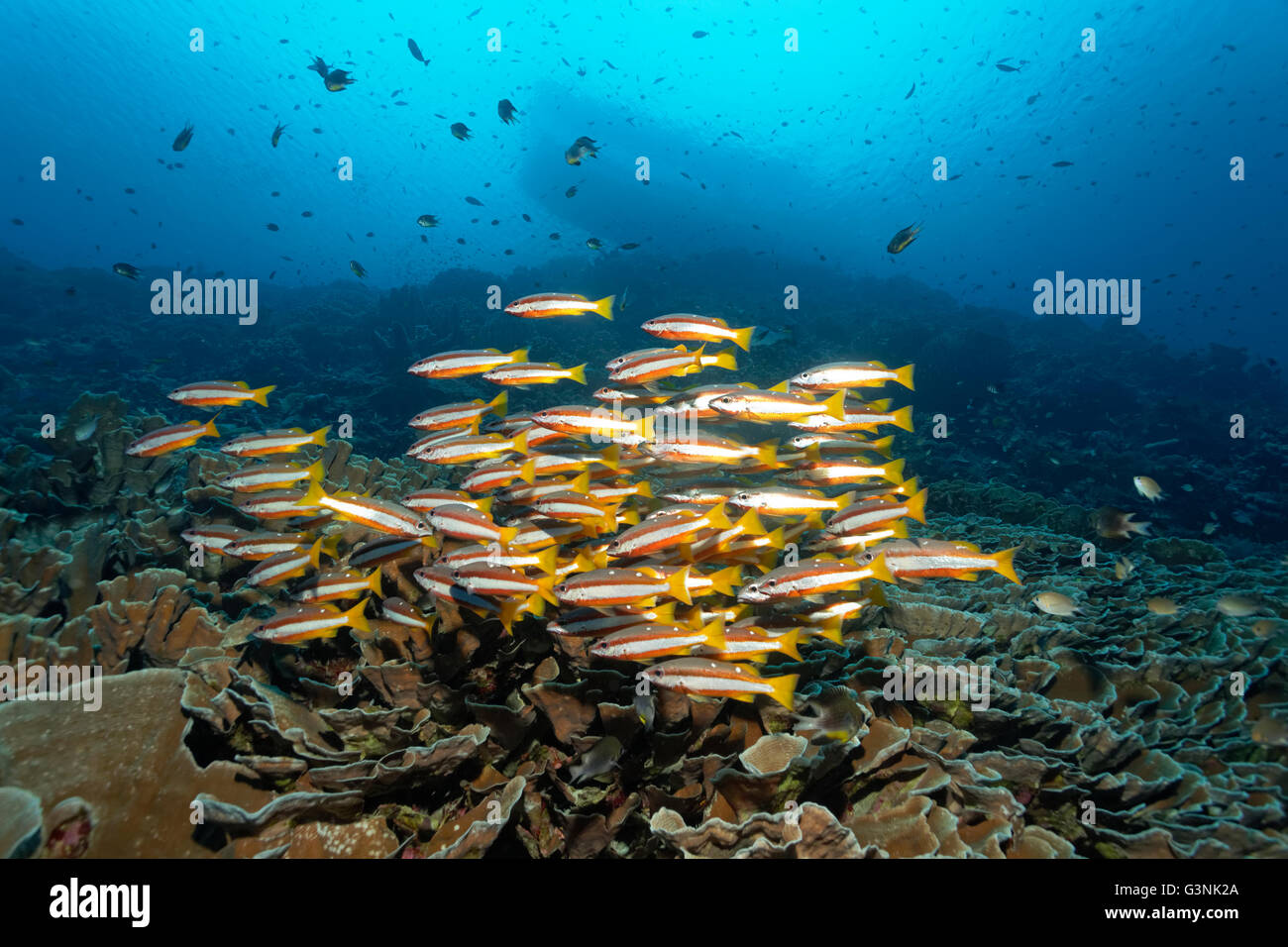 Schwarm von Zweipunkt gebändert Schnapper (Lutjanus Biguttatus) schwimmen über Coral Reef, Wakatobi Insel Indonesieren Archipel Stockfoto