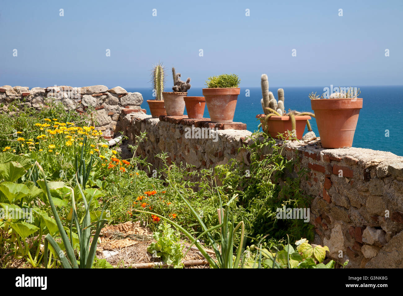 Blumentöpfe an einer Wand oberhalb der Küste, Sant Pol de Mar, Comarca Maresme, Costa del Maresme, Katalonien, Spanien, Europa Stockfoto