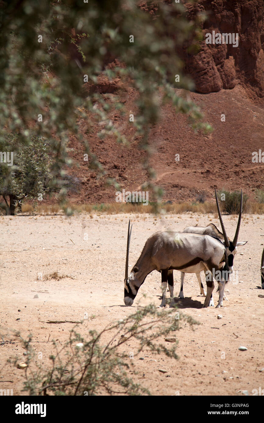 Oryx Buck in der Namib Desert Lodge in Namibia Stockfoto