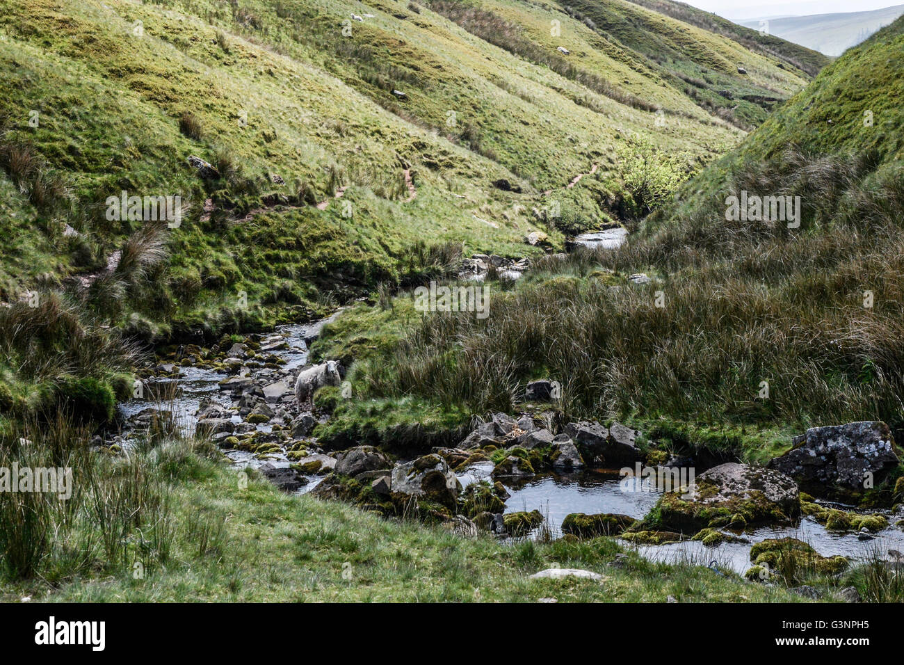 Die Schafe im Bach Stockfoto