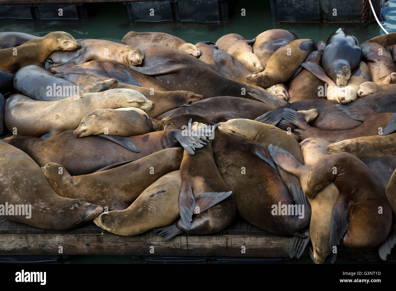 Nahaufnahme von Seelöwen auf schlafen legen am Pier 39 San Fransisco. Stockfoto