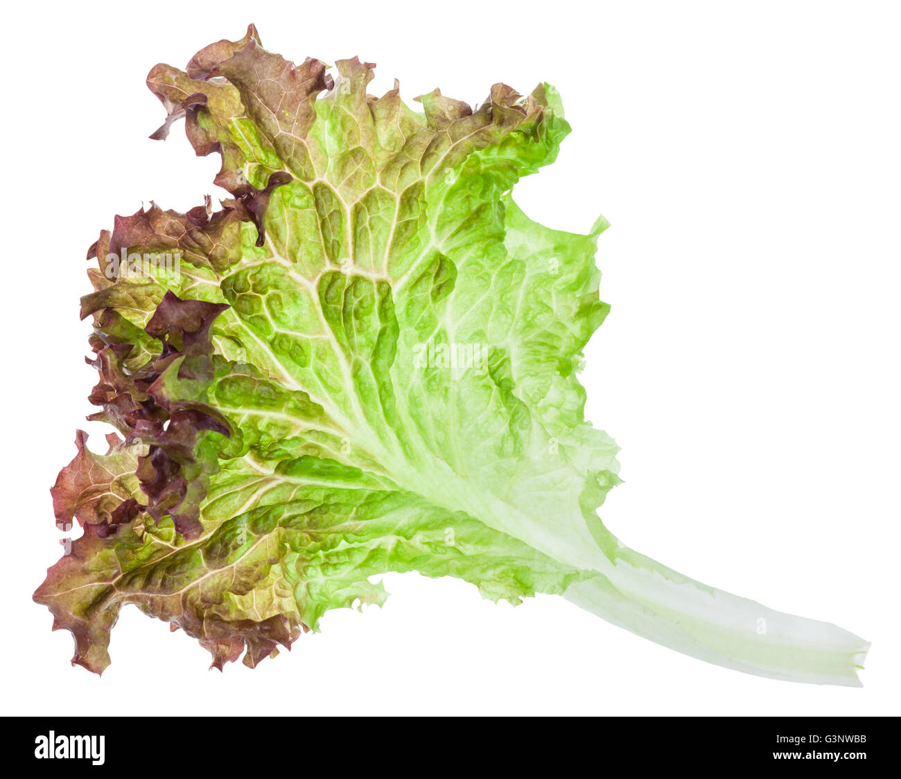 frische grüne Blätter Lollo Rosso Salat isoliert auf weißem Hintergrund Stockfoto