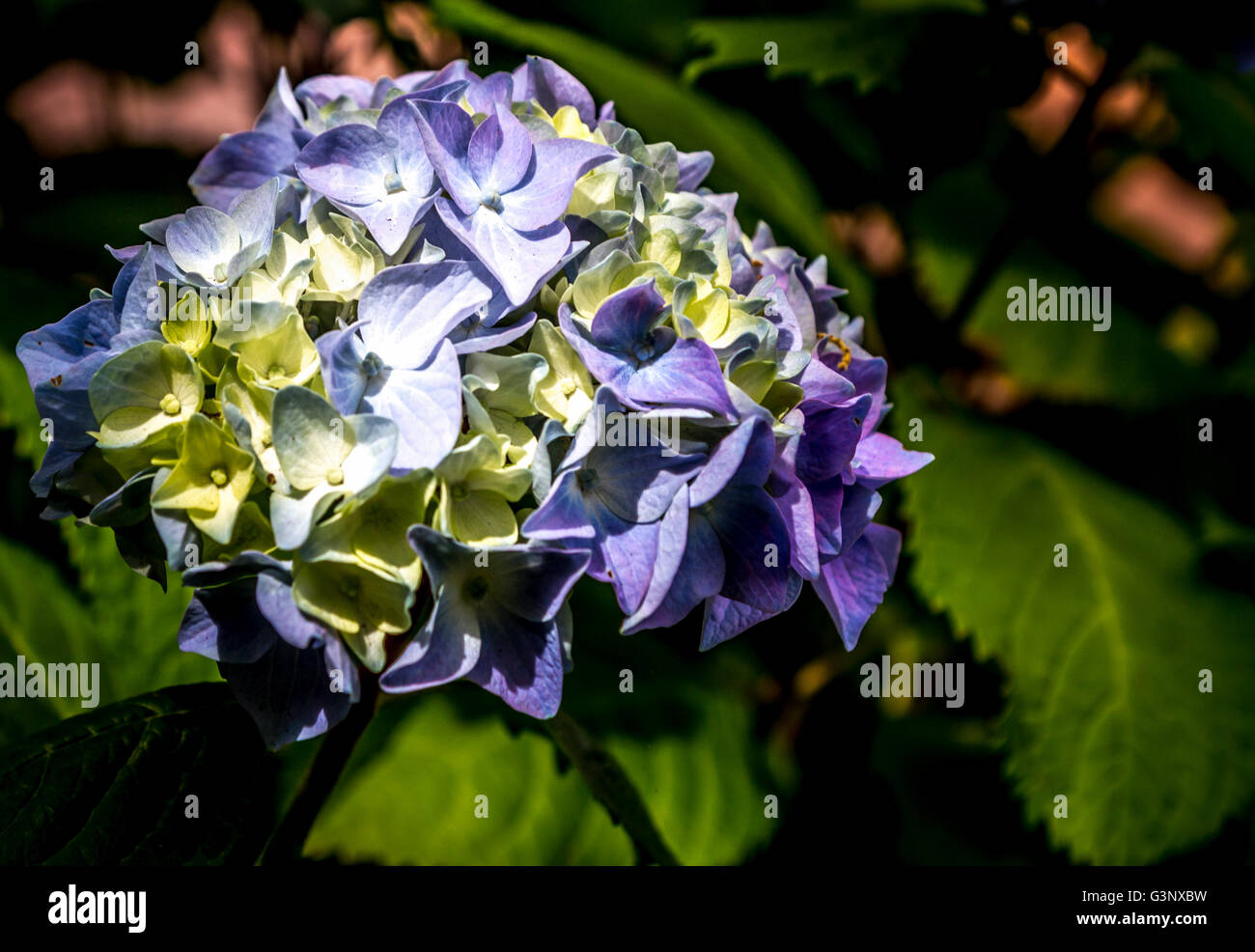 Licht lila Hortensie Stockfoto