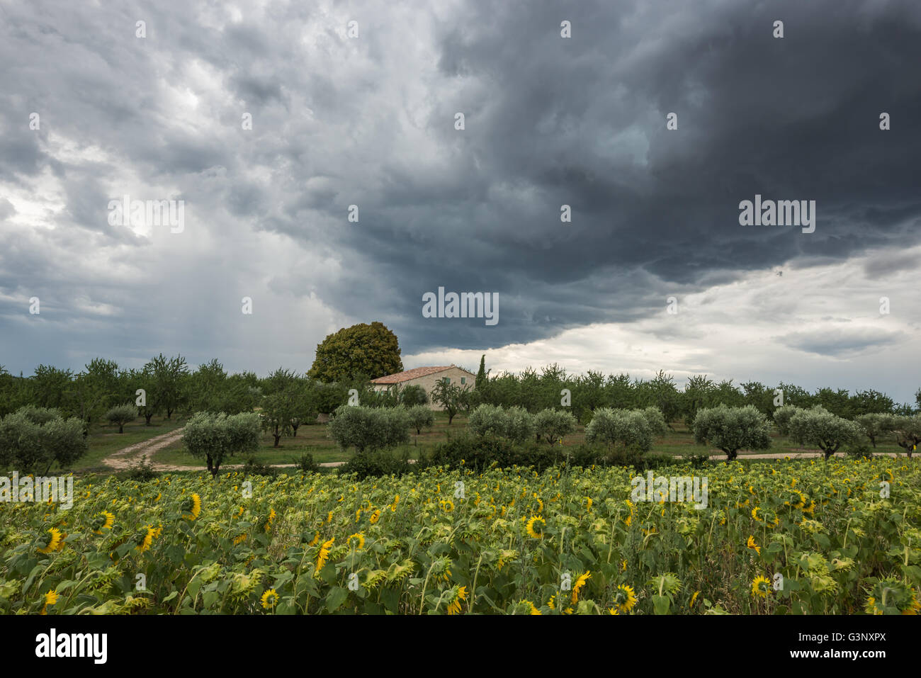 Eine massive bedrohliche dunkle Gewitterwolke bewegt sich über Privathaus und Sonnenblumenfeld Stockfoto