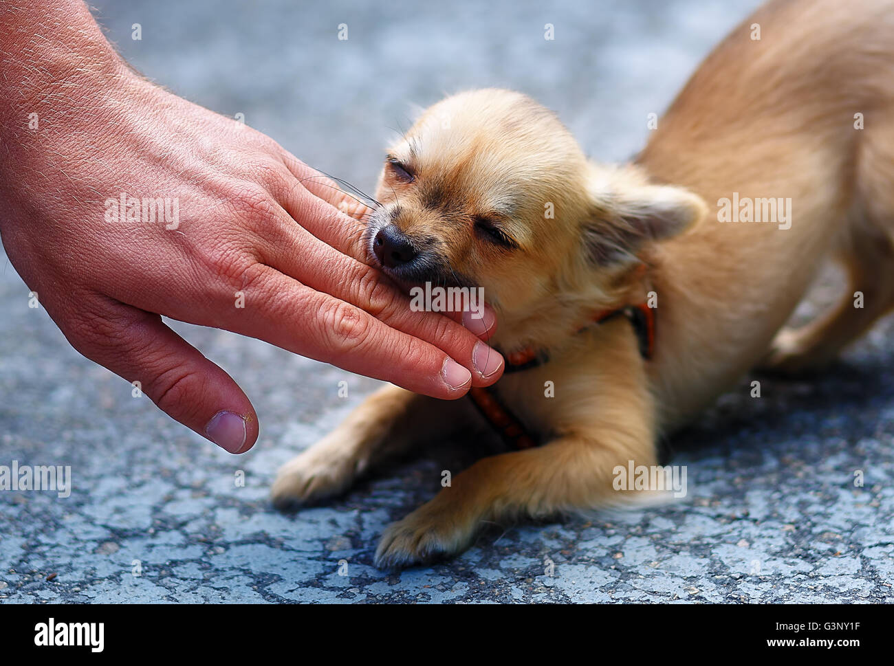 kleine charmante adorable Chihuahua Welpen auf unscharfen Hintergrund. Angriff auf eine Personen-Hand. Stockfoto