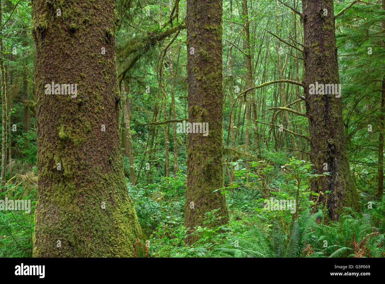USA, Oregon, Siuslaw National Forest. Cape Perpetua Scenic Area, uralten Küstenregenwald der Sitka-Fichte. Stockfoto