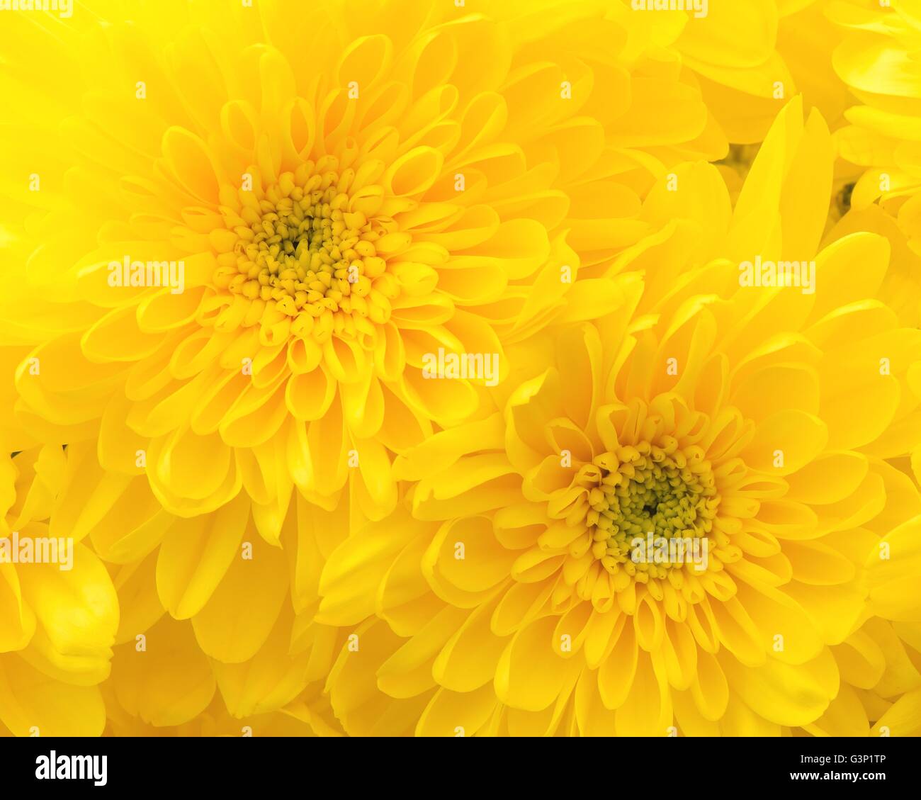 Gelbe Blütenköpfe Nahaufnahme. Stockfoto