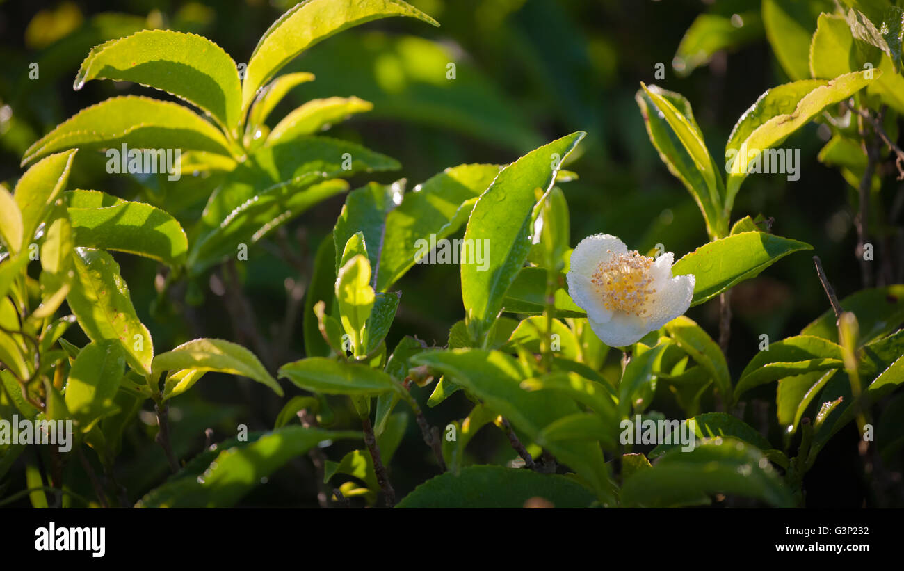 Feuchte Teeblätter und Blume am Morgen, Sri Pada, Sri Lanka Stockfoto