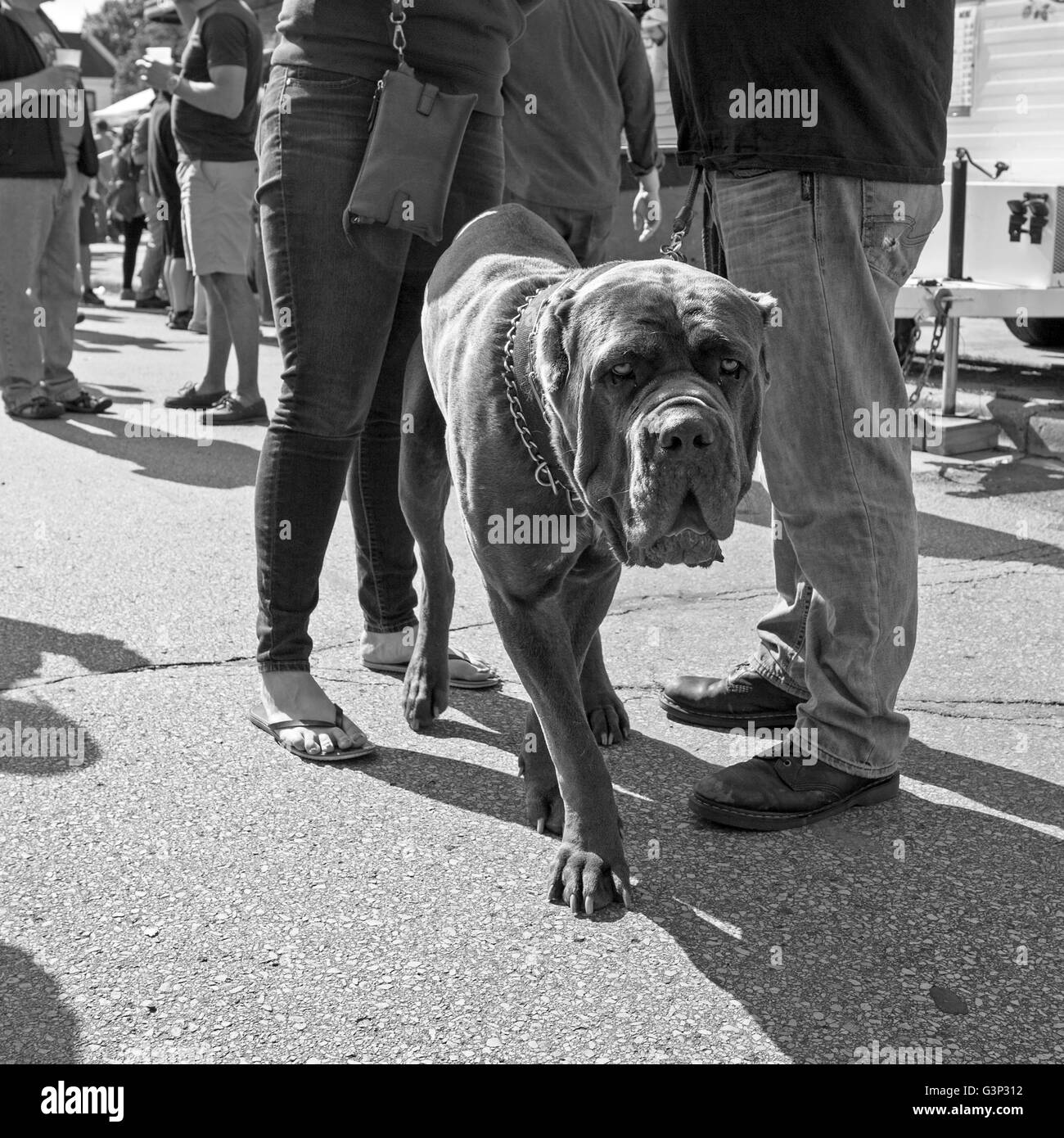 Die Locust Street Festival in Milwaukee, Wisconsin ist eine jährliche Veranstaltung mit Musik, Kunst und Essen. Stockfoto