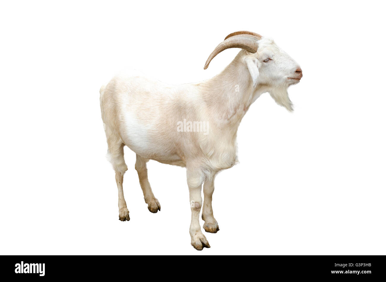 Porträt von weiße Ziege Nahaufnahme, isoliert auf weißem Hintergrund. Stockfoto