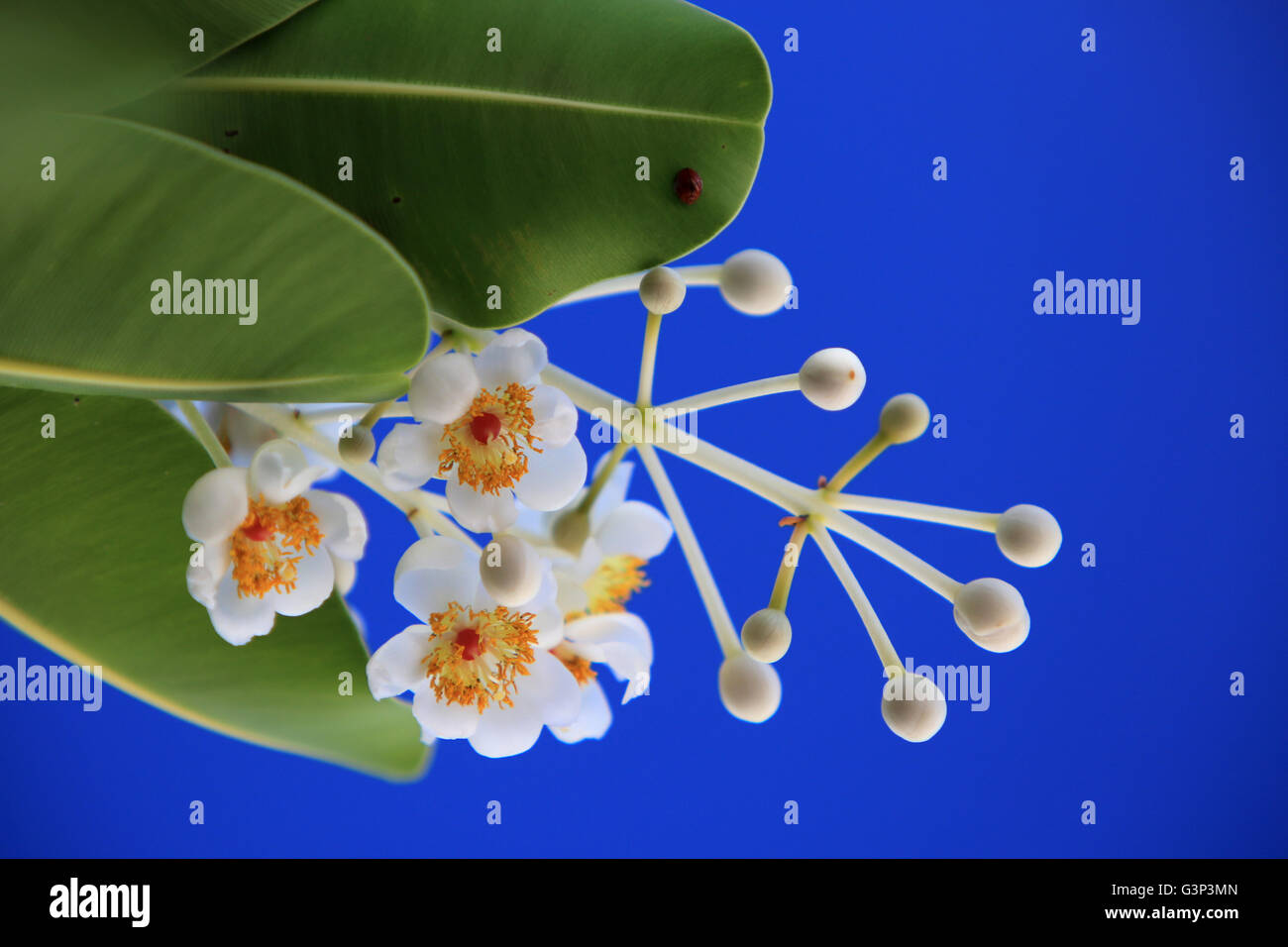 Kamani Baum Blumen, Weihnachtsinsel, Kiribati Stockfoto