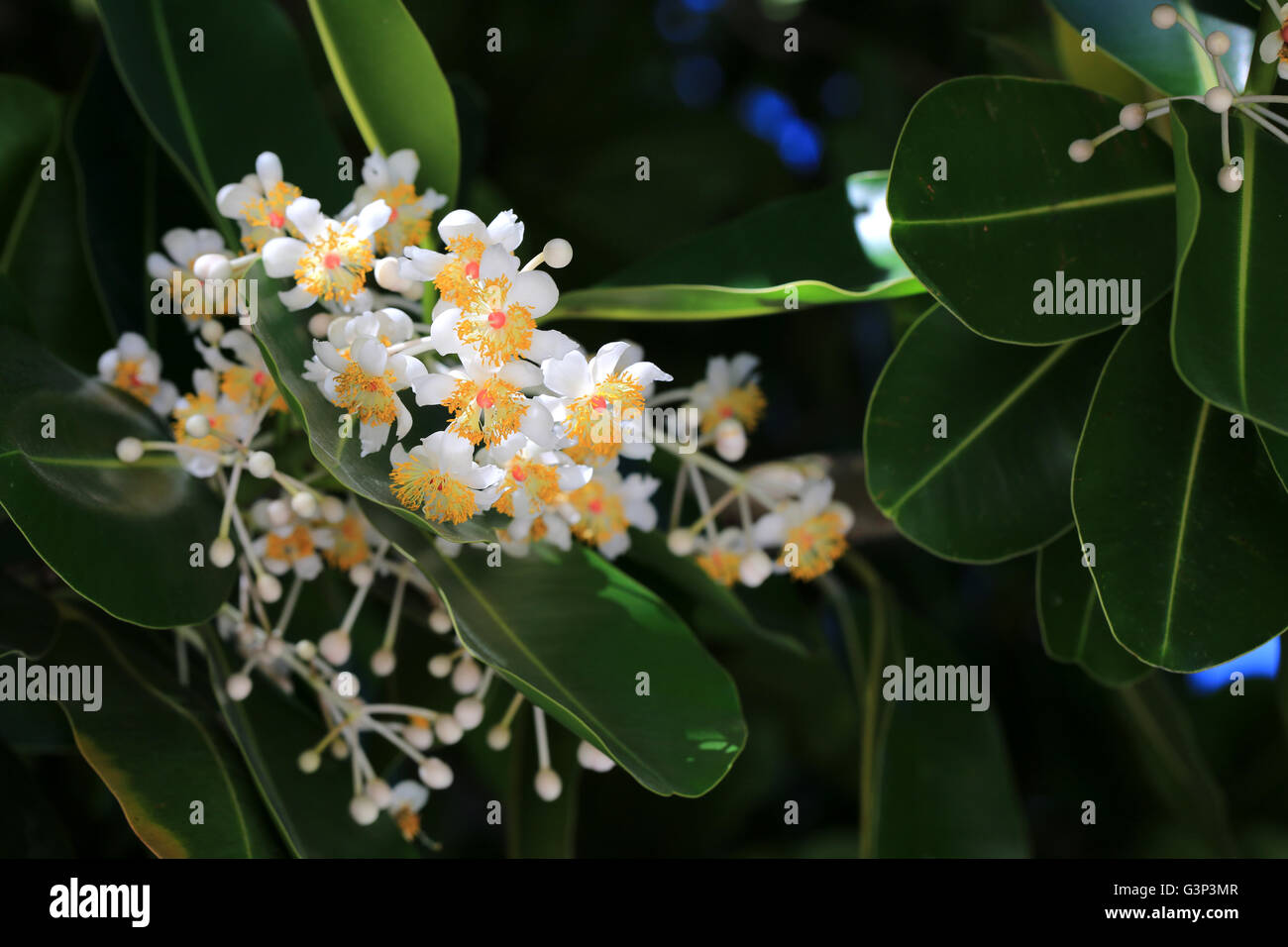 Kamani Baum Blumen, Weihnachtsinsel, Kiribati Stockfoto