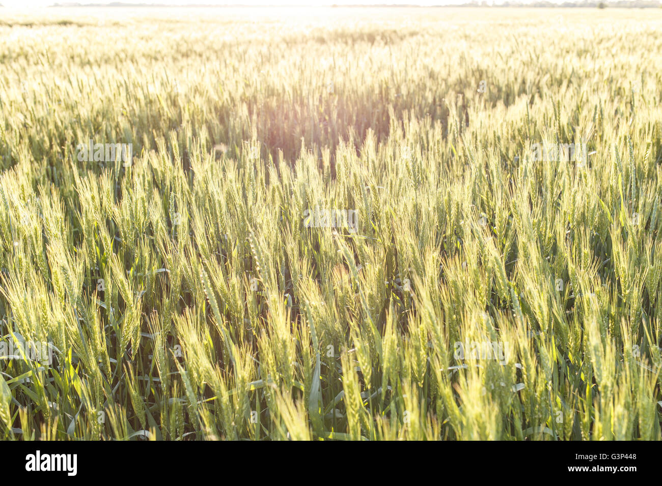 Bereich der Reife Weizen oder Roggen im Sonnenuntergang Strahlen. Landwirtschaftliche Ernte Hintergrund Stockfoto