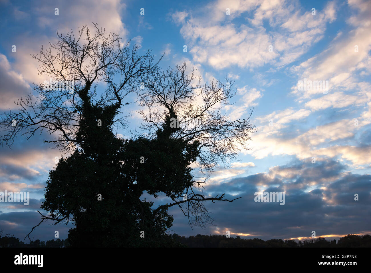 Winter Baum Silhouette Dordogne Frankreich Stockfoto