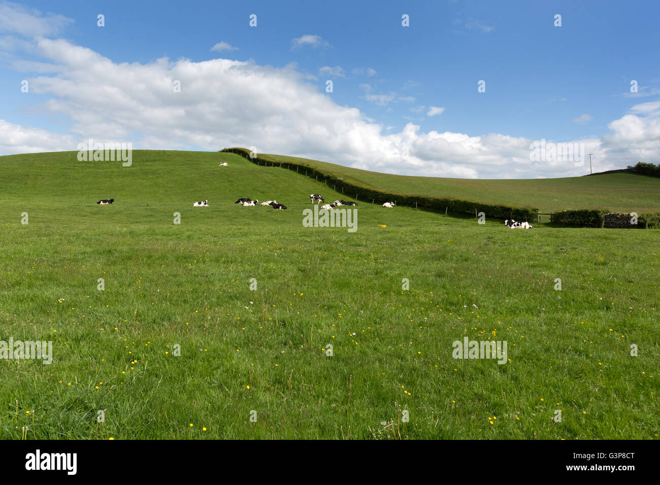 Flusses Kent, England. Malerischer Blick auf grasende Kühe auf einem Feld neben der Fluss Kent, in der Nähe von Sedgwick. Stockfoto