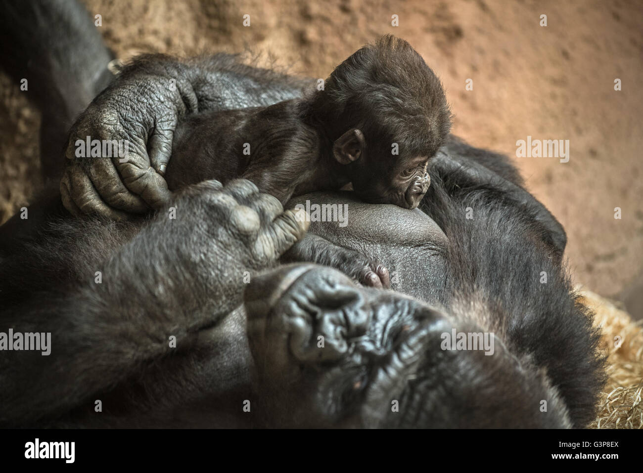 24-j hrige Westlicher Flachlandgorilla stillen seine sechs Wochen alten Baby. Stockfoto