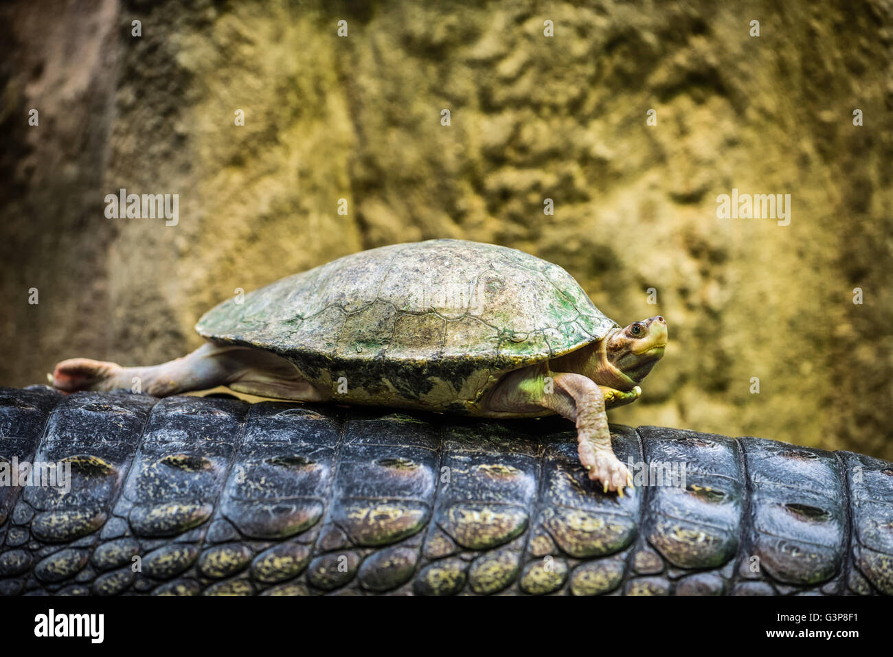 Texas-Schildkröte (Gopherus Berlandieri-) Reiten auf dem Rücken von einem Gharial Stockfoto
