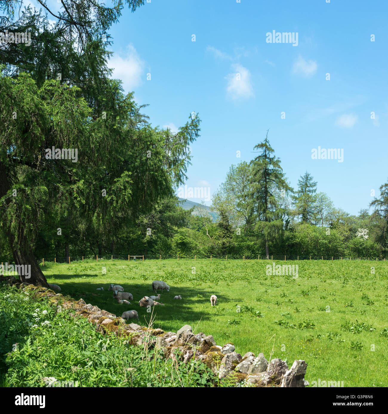 Schafe und Lämmer in einem Feld bergende unter einem Baum an einem heißen Sommertag. Stockfoto