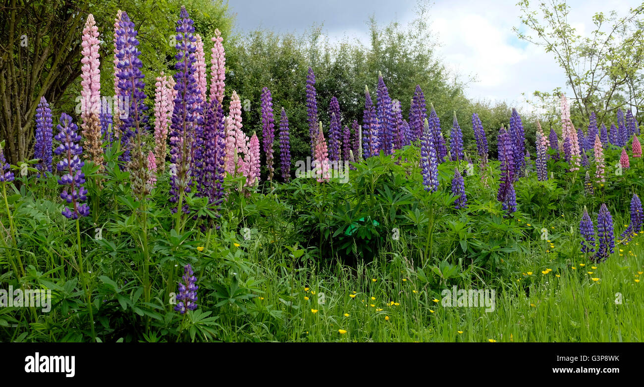 Lupinen in Garten Stockfoto