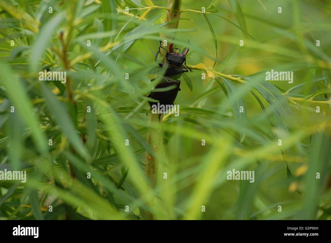Eine versteckte schwarze Käfer Klettern eine Niederlassung und wird von Schilf verdeckt Stockfoto
