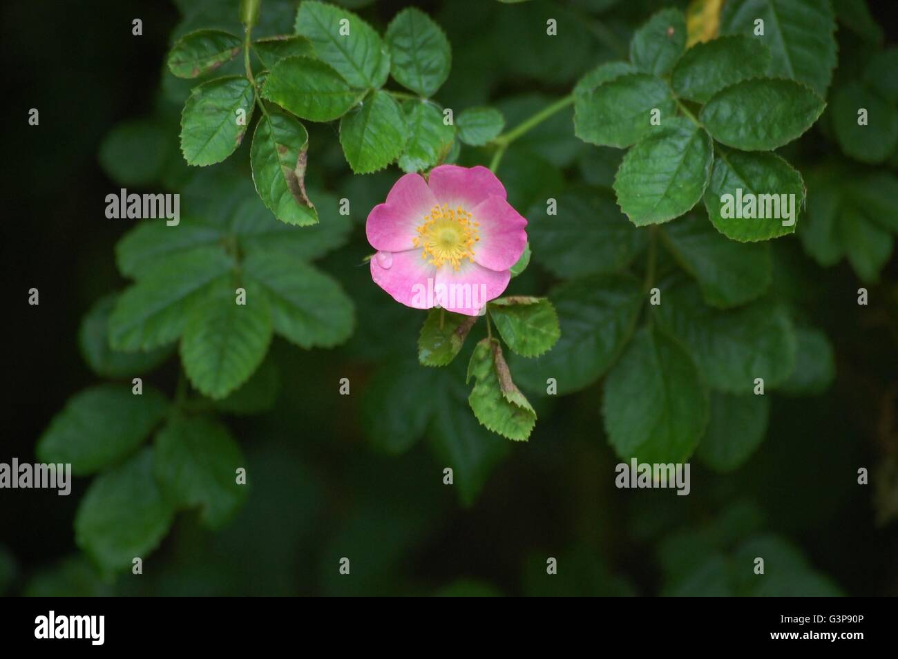 Eine leuchtend rosa Heckenrose Blüte mit einen kleinen Regentropfen auf Blatt es ist umgeben von üppigen grünen Blättern Stockfoto
